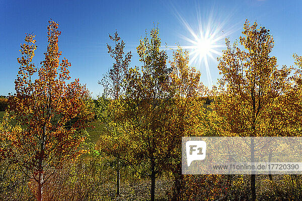 Bunte Herbstbäume leuchten mit einer Sonnenblume und blauem Himmel im Hintergrund; Calgary  Alberta  Kanada