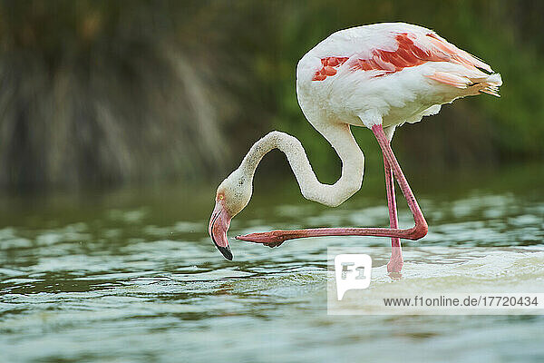 Großer Flamingo (Phoenicopterus roseus) auf einem Bein im Wasser stehend  Parc Naturel Regional de Camargue; Camargue  Frankreich