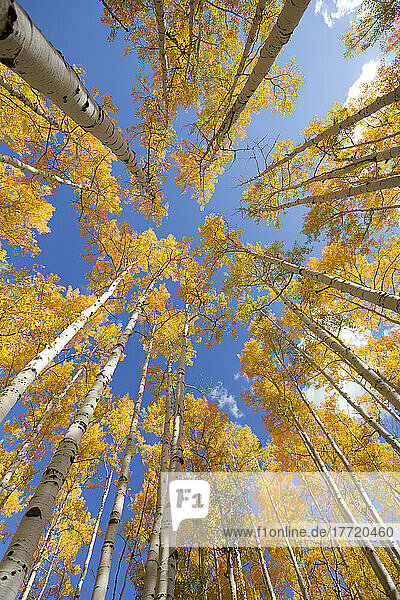 Looking up to the sky through yellow Aspen trees at the peak of fall colours; Steamboat Springs  Colorado  United States of America