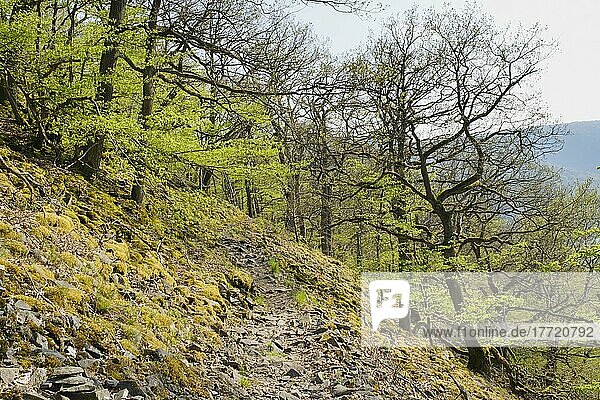Wanderweg an der Blockhalde  Knorreichenstieg  Urwaldsteig  Nationalpark Kellerwald-Edersee  Hessen  Deutschland  Europa