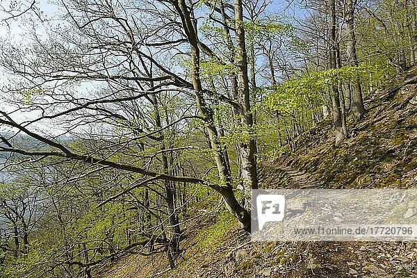 Waldweg  Knorreichenstieg  Urwaldsteig  Nationalpark Kellerwald-Edersee  Hessen  Deutschland  Europa