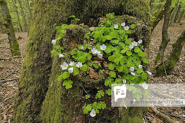 Wald-Sauerklee (Oxalis acetosella) an einem Baumstamm im Buchenwald  Nationalpark Kellerwald-Edersee  Hessen  Deutschland  Europa