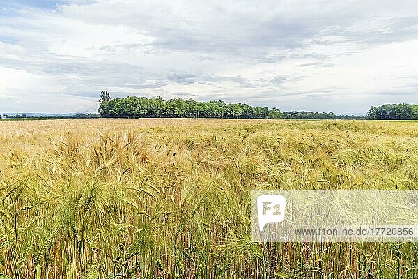 Wheat field in spring in plain. Alsace  France  Europe
