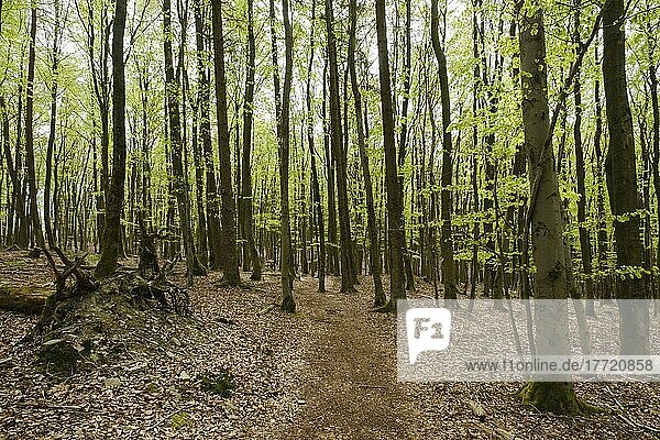 Wanderweg durch den Buchenwald  frisches Grün  Weg durch den Buchenwald  Quernstweg  Nationalpark Kellerwald-Edersee  Hessen  Deutschland  Europa