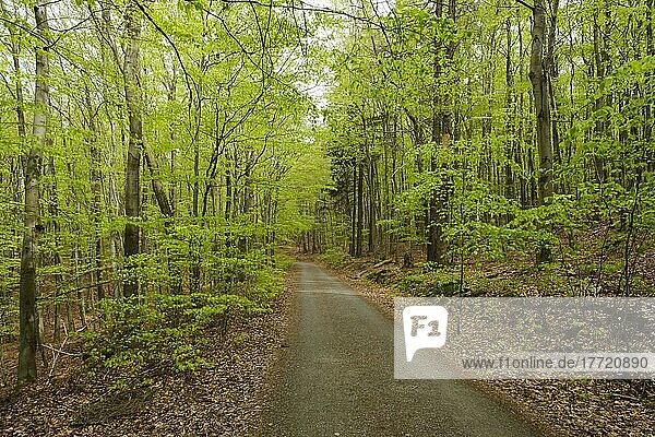 Wanderweg durch den Buchenwald  frisches Grün  Buchenwald mit frischem Grün  Quernstweg  Nationalpark Kellerwald-Edersee  Hessen  Deutschland  Europa