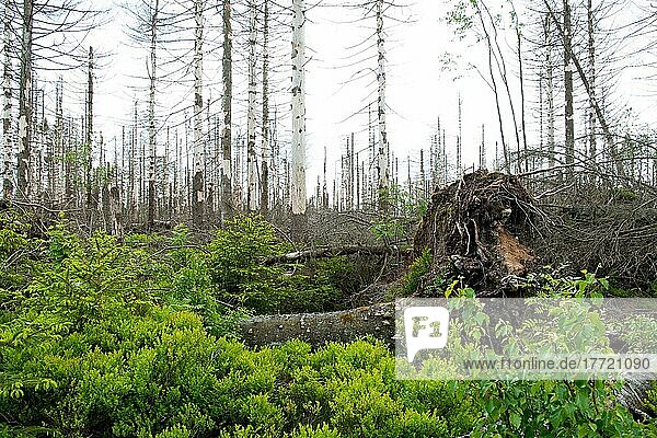 Wald im Wandel  natürlich nachwachsender Wald unter stehendem Totholz  Blaubeeren als Bodenbewuchs  Nationalpark Harz  Deutschland  Europa