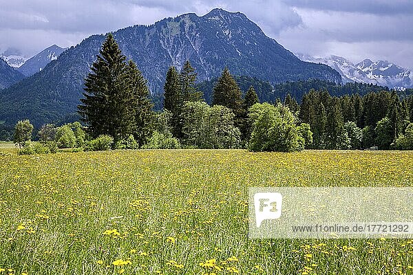 Wiese mit Wildblumen  Illertal  Oberstdorf  Oberallgäu  Allgäuer Alpen  Allgäu  Bayern  Deutschland  Europa