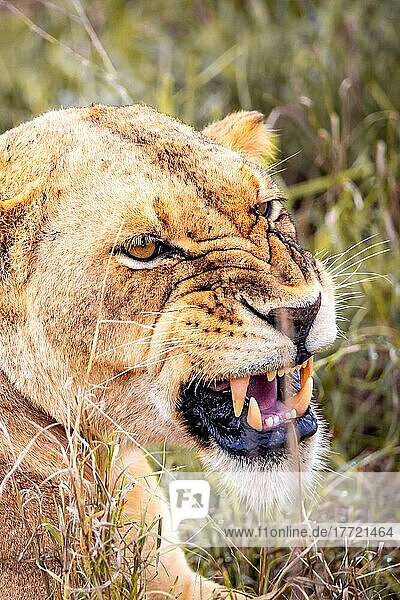 Löwe (Panthera leo) weiblich Löwin liegt im grünen Busch  sie faucht und droht  nahaufnahme  Tsavo East National Park  Kenia  Ostafrika  Afrika