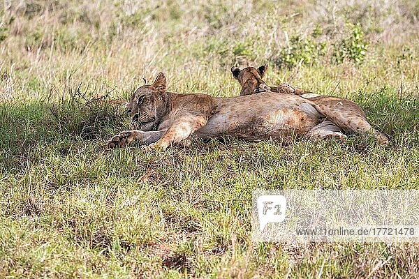 Löwe (Panthera leo) Löwin mit ihren Jungen im grünen Busch  Taita Hills Wildlife Sanctuary  Kenia  Ostafrika  Afrika