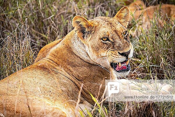 Löwe (Panthera leo) weiblich Löwin liegt im grünen Busch  sie faucht und droht  nahaufnahme  Tsavo East National Park  Kenia  Ostafrika  Afrika