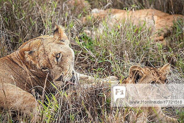 Löwe (Panthera leo) weiblich Löwin liegt mit ihren jungen im grünen Busch  nahaufnahme  Tsavo East National Park  Kenia  Ostafrika  Afrika
