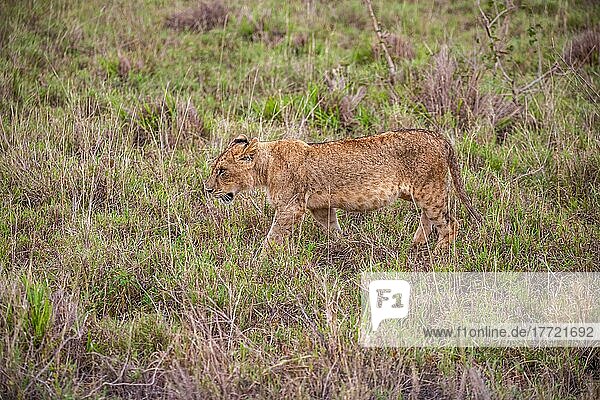 Löwe (Panthera leo) Jungtier am morgen im grünen Busch in den Taita Hills Wildlife Sanctuary  Kenia  Ostafrika  Afrika