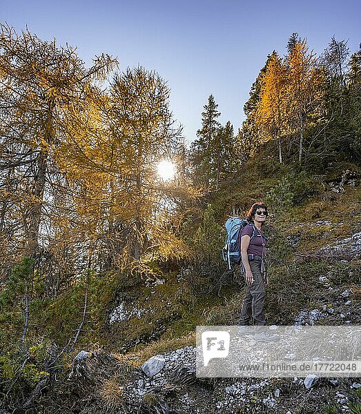 Hikers on a hiking trail  larch forest in autumn  mountain landscape near the Große Arnspitze  near Scharnitz  Bavaria  Germany  Europe