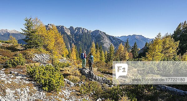 Two hikers in the landscape  larch forest in autumn  mountain landscape near the Große Arnspitze  near Scharnitz  Bavaria  Germany  Europe