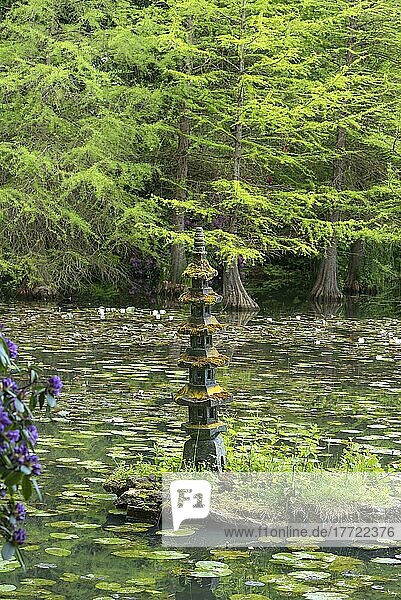 Kleine Pagode im See  hinten Echte Sumpfzypressen (Taxodium distichum) im Schlosspark Dennenlohe  Mittelfranken  Bayern  Deutschland  Europa