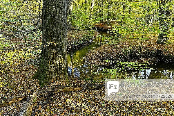 Mäandrierender Rotbach im herbstlichen Hiesfelder Wald  Oberhausen  Ruhrgebiet  Nordrhein-Westfalen  Deutschland  Europa