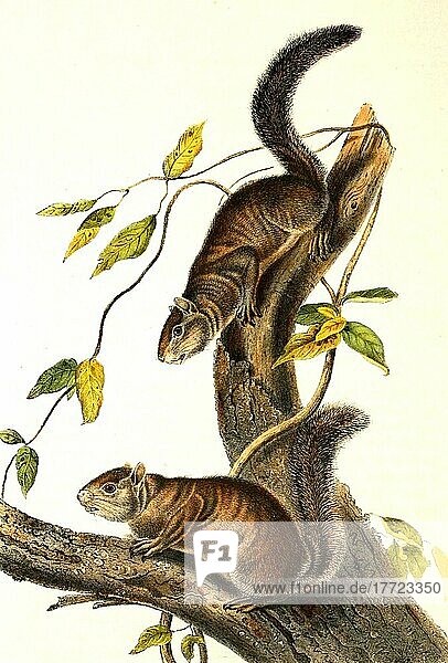 Ollie-Hörnchen  eine Hörnchenart aus der Gattung der Eichhörnchen (Sciurus colliaei)  digital restaurierte Reproduktion einer Originalvorlage aus dem 19. Jahrhundert  genaues Originaldatum nicht bekannt