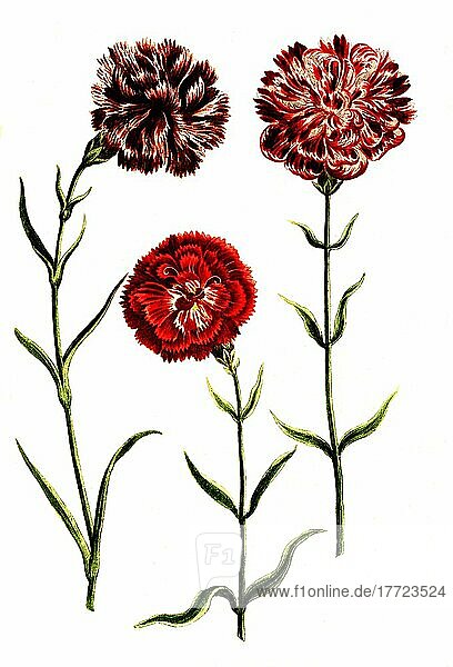 Caryophyllus hortensis  Nelke  Pflanzen Nelkengewächse (Caryophyllaceae)  Familie in der Ordnung der Nelkenartigen  Historisch  digital restaurierte Reproduktion von einer Vorlage aus dem 18. Jahrhundert