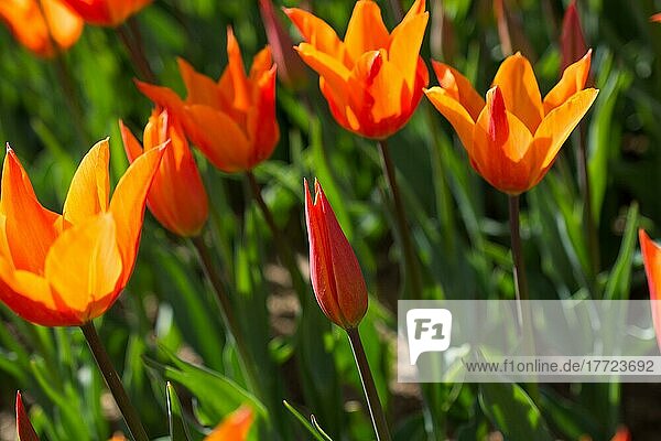 Frische  orangefarbene Tulpen in der Natur im Frühling