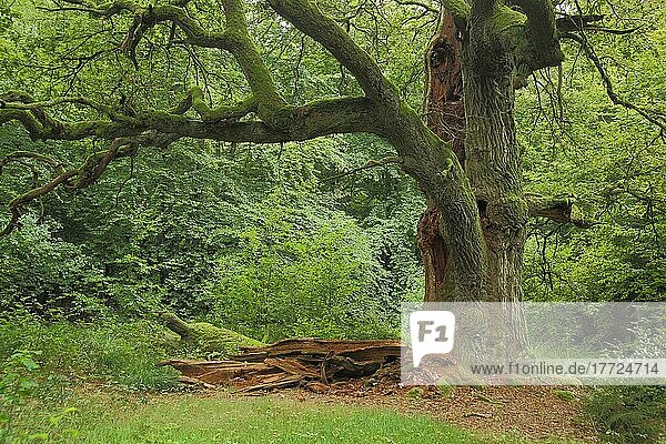 Stieleiche (Quercus robur) im Urwald Sababurg  Reinhardswald  Hessen  Deutschland  Europa