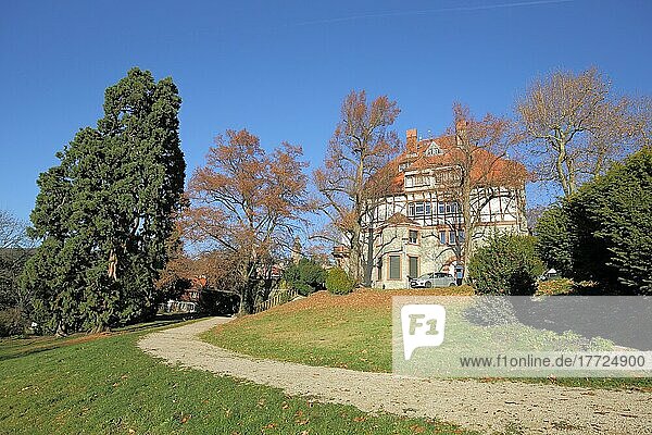 Rathaus Villa Bonn erbaut 1860 und Mammutbaum in Kronberg  Hessen  Deutschland  Europa