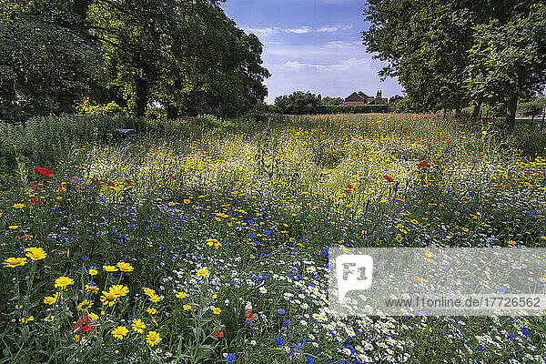 A beautiful wildflower meadow in summer  near Tarvin  Cheshire  England  United Kingdom  Europe