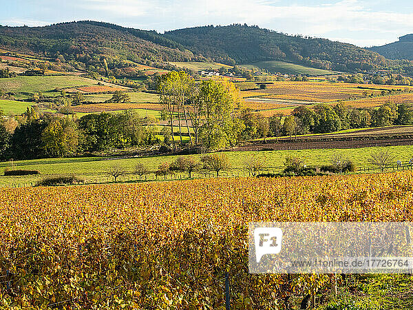 Rolling hills of vineyards gold in the fall in southern Burgundy  France  Europe