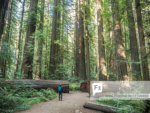 Hiker in a redwood grove on the Avenue of Giants  Humboldt Redwoods State Park  California  United States of America  North America