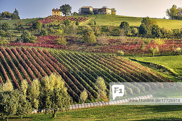 Autumn countryside landscape with a hill full of colored vineyards and a small house on top  Castelvetro di Modena  Emilia Romagna  Italy  Europe