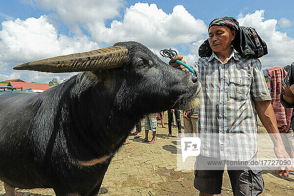 Man and buffalo at Asia's largest buffalo market  Bolu near the northern capital  Bolu  Rantepao  Toraja  South Sulawesi  Indonesia  Southeast Asia  Asia