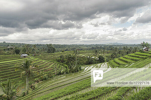 Flooded rice terraces of Jatiluwih on a cloudy day  Bali  Indonesia  Southeast Asia  Asia