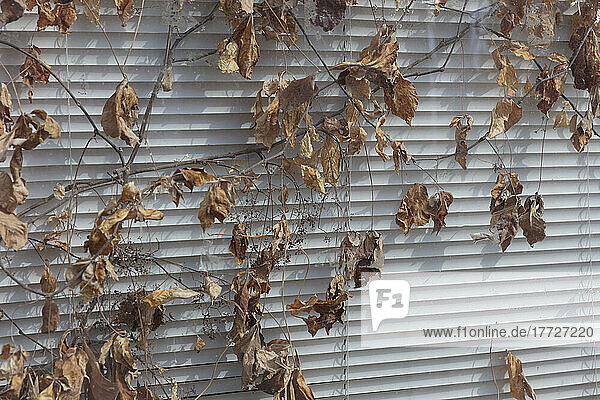 Braune tote Blätter zwischen einer Fensterscheibe und einer Jalousie  ein verlassenes Gebäude.