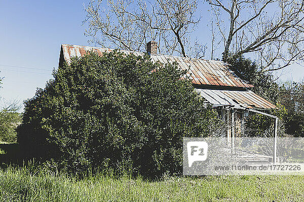 Abandoned homestead with a rusting tin roof  and large shrubs growing up.