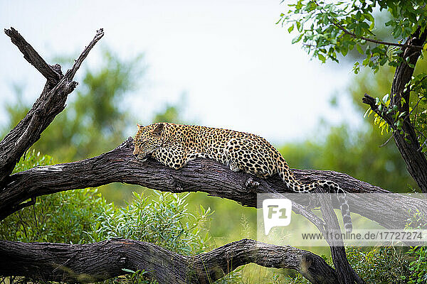 Ein junger Leopard  Panthera pardus  ruht sich auf einem toten Baum aus