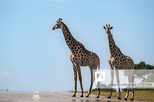Two giraffe  Giraffa camelopardalis giraffa walk across a road