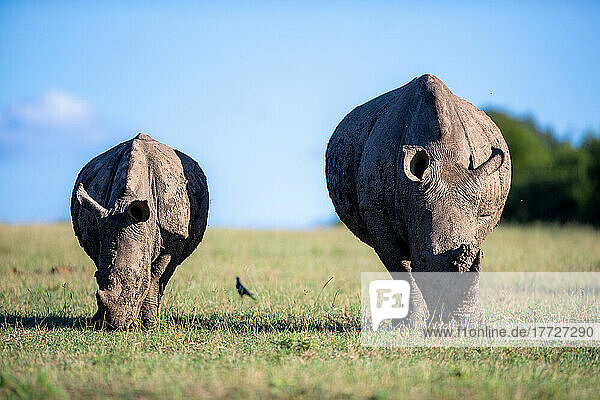 Two white rhinoceros  Ceratotherium  an adult and calf grazing