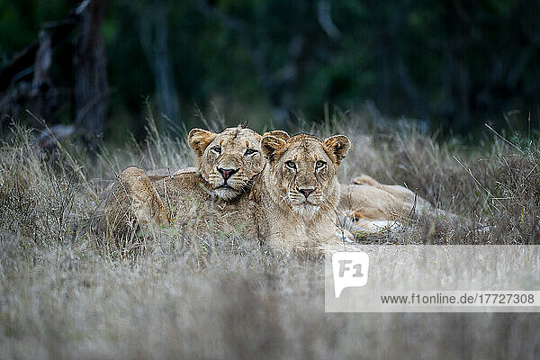 Zwei Löwen  Panthera leo  liegen zusammen im Gras  wachsam und mit erhobenen Köpfen.