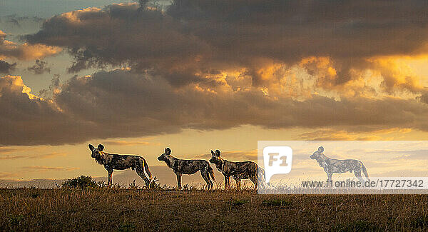 Vier Wildhunde  Lycaon pictus  stehen im Abendlicht wachsam in einer Reihe.