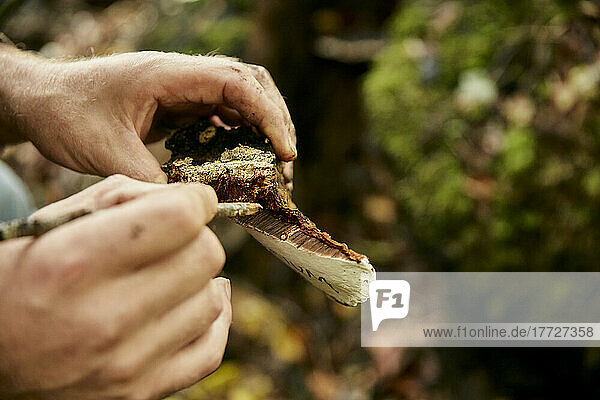 Close up of man taking sample from edible fungus in woodland for cultivation