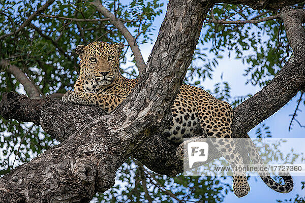 A leopard  Panthera pardus  lies on a tree branch and looks down