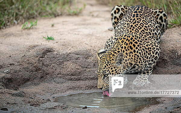 A leopard  Panthera pardus  bends down to drink water from a puddle.