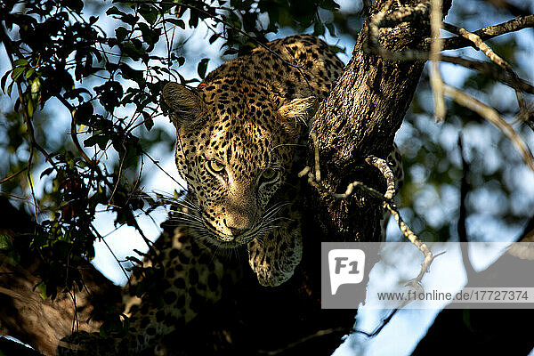 A leopard cub  Panthera pardus  balances in a dead tree