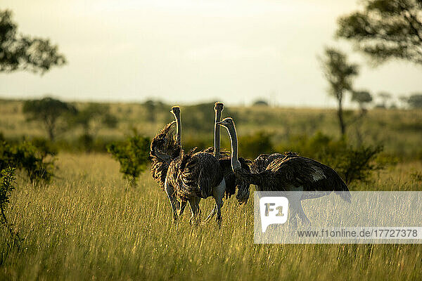 Three ostriches  Struthio camelus  stand together in the evening light