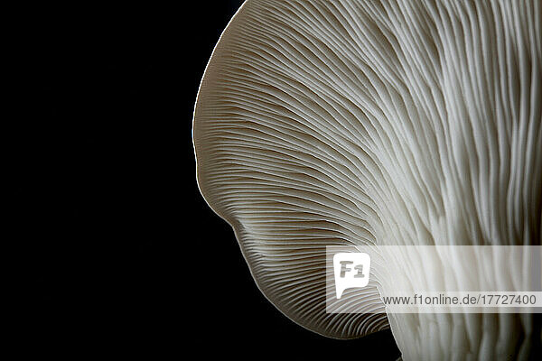 Close up of underside gills of farmed Oyster mushroom