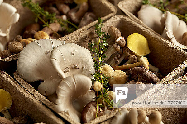 Close up of edible fungi in cardboard box  edible mushrooms cultivated at a fungarium.