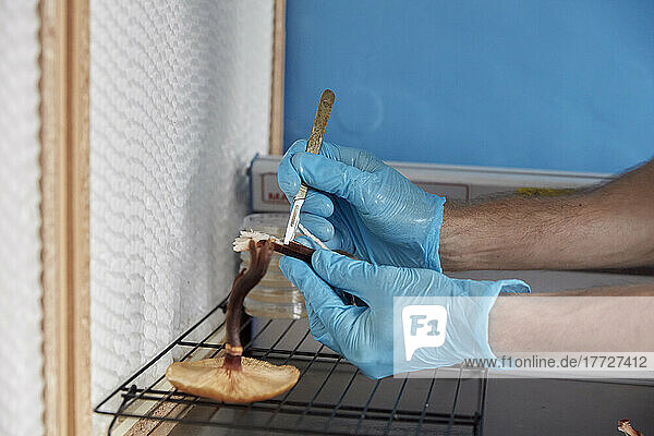 Handschuhe und Skalpell im Labor zur Entnahme einer Probe eines essbaren Wildpilzes für die Kultivierung in einer Pilzfarm