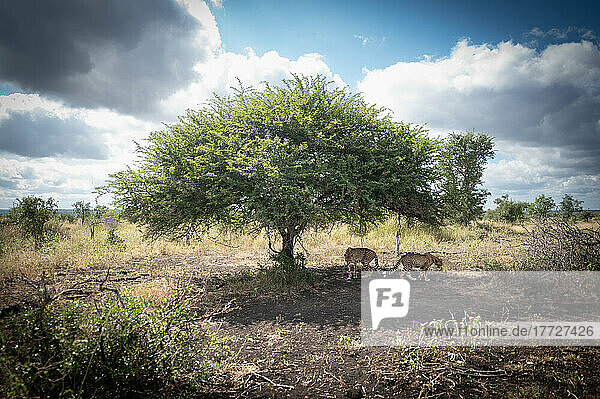 Zwei Geparden  Acinonyx jubatus  spazieren zusammen unter einem Baum