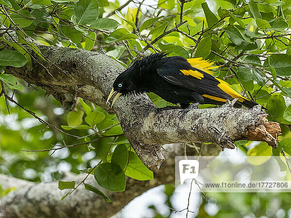 Adult yellow-rumped cacique (Cacicus cela)  at nest on the Rio Tres Irmao  Mato Grosso  Pantanal  Brazil  South America