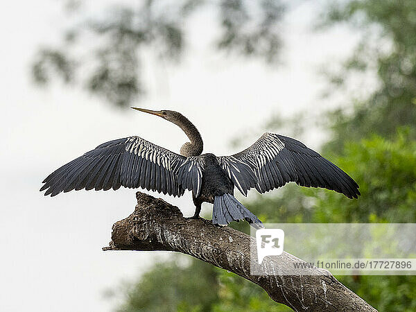 Adult Anhinga (Anhinga anhinga)  drying its wings on the Rio Tres Irmao  Mato Grosso  Pantanal  Brazil  South America