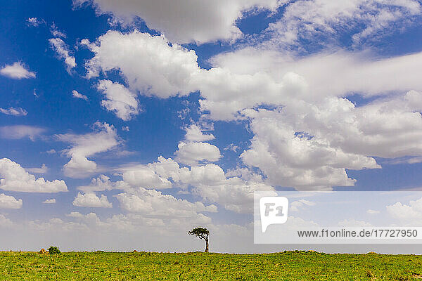 Landscape on Safari in the Maasai Mara National Reserve  Kenya  East Africa  Africa